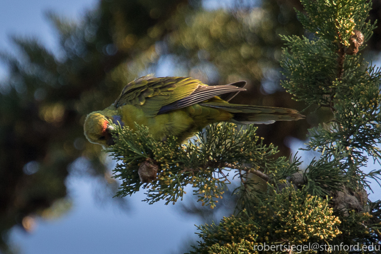 green rosella